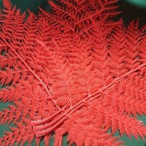 Red Fern