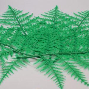 Green Fern