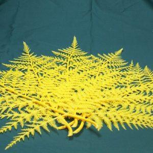 Yellow Fern